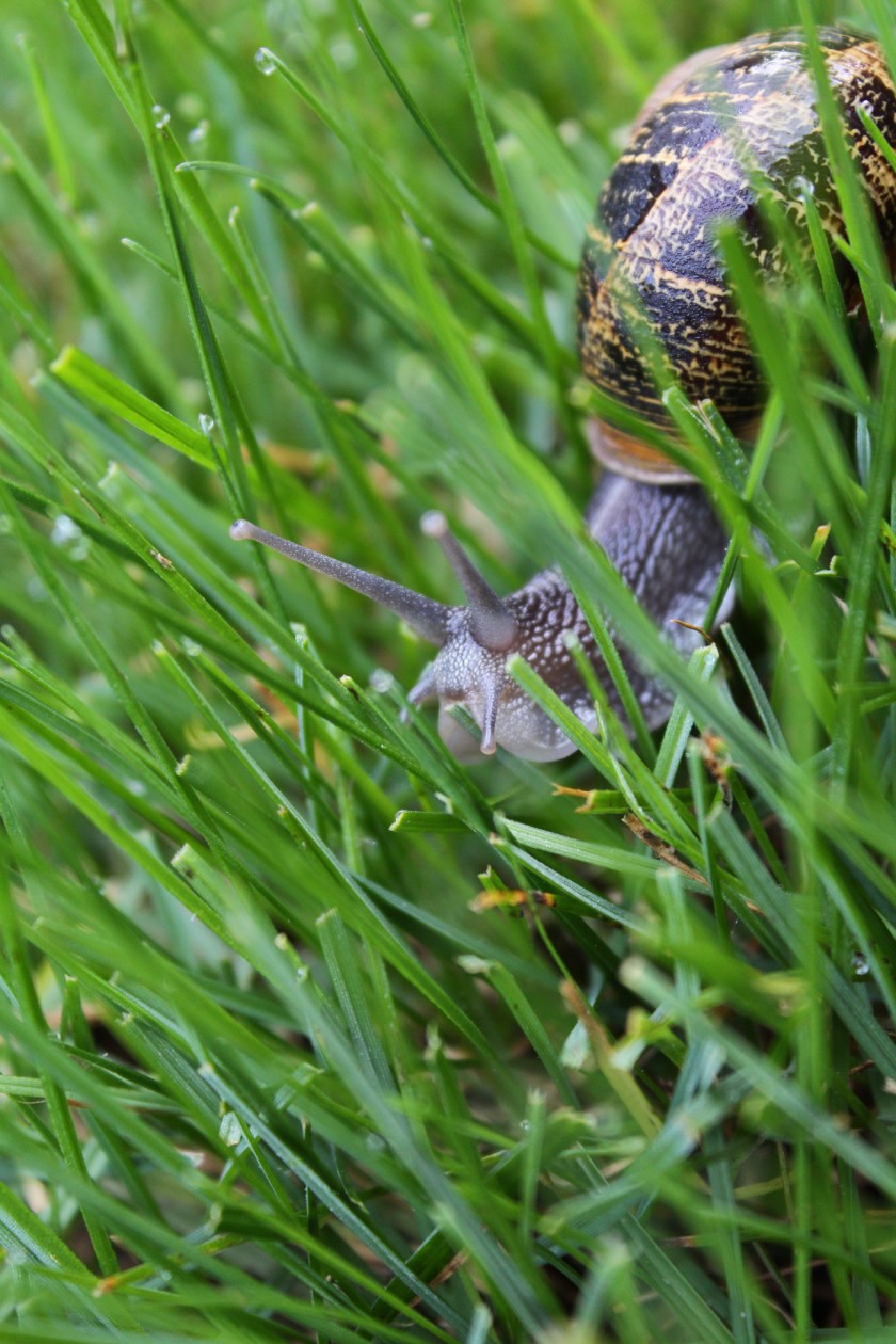Snail in the grass