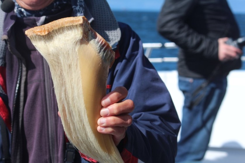 baleen